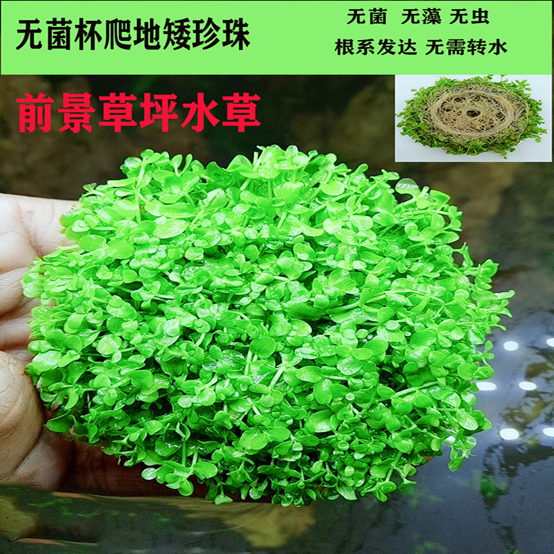 鱼缸植物造景铺底冒泡草坪前景无菌爬地大矮珍珠真水草水族箱草