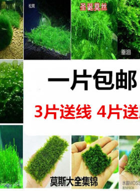 鱼缸真淡水草造景阴性族箱粘沉木莫斯丝大小三角松茸垂泪火焰美凤