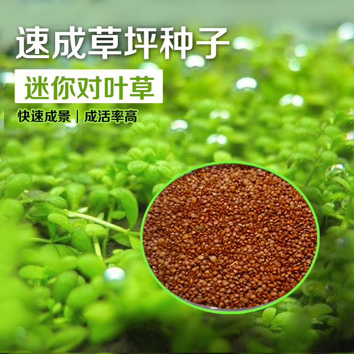 迷你对叶水草种子幸运草爱情草迷你大对叶矮牛毛插叉柱花天胡荽