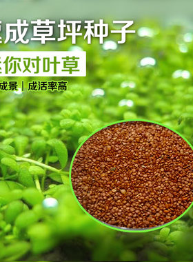 迷你对叶水草种子柱花