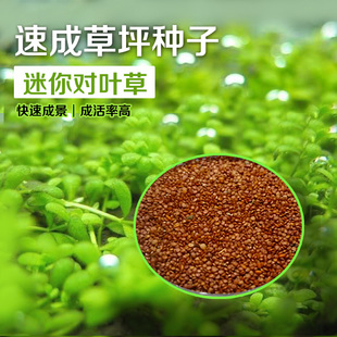 迷你对叶水草种子幸运草爱情草迷你大对叶矮牛毛插叉柱花天胡荽