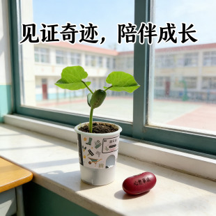 魔法豆种子许愿豆魔豆种子刻字定制豆子儿童种植盆栽学生创意礼物