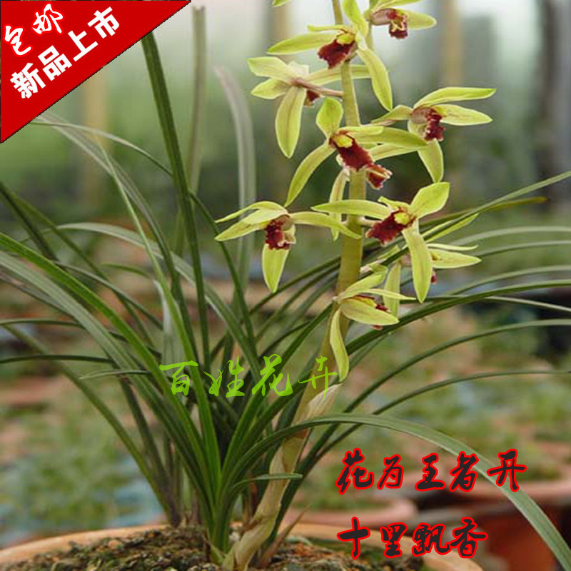连体四季小盆栽兰花苗