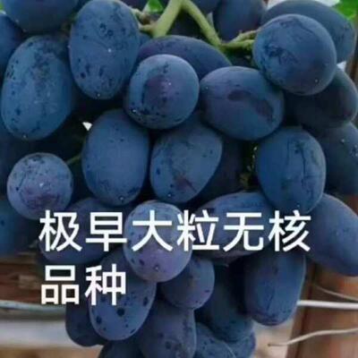 巨峰葡萄苗树篓盆栽地载爬藤