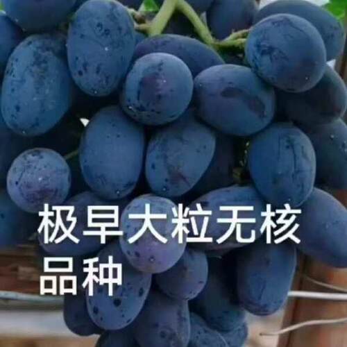 巨峰葡萄苗树篓盆栽地载爬藤