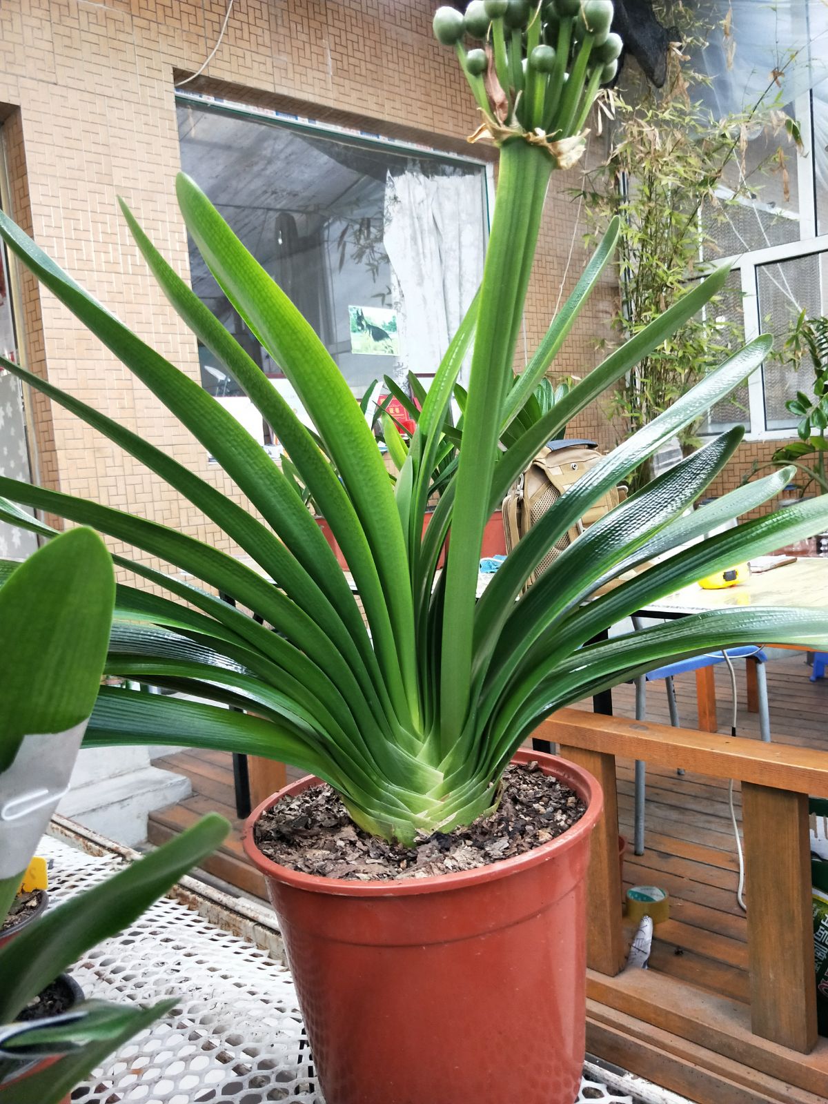 长春君子兰麻脸黄油  子代 赏花 赏果 赏叶片 君子兰特有魅力