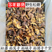 包邮 承德东北松蘑干货 粘团子粘窝子粘蛾子松树蘑松蛾子 野生松蘑