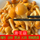 新鲜口感滑子蘑 桶装 滑菇 小黄蘑袋装 含水商用家用 珍珠菇 滑子菇