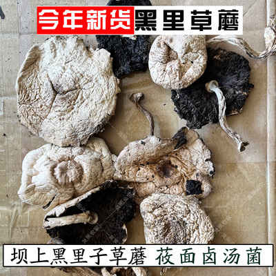 野生黑里子蘑菇草蘑干货