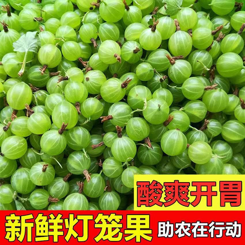 灯笼果鲜果刺果水葡萄鹅莓酸瓜瓜酸梅绿酸果酸子粒醋栗1斤装