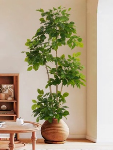 仿真植物幸福树发财树客厅大型落地假绿植室内家居装 饰摆件假花