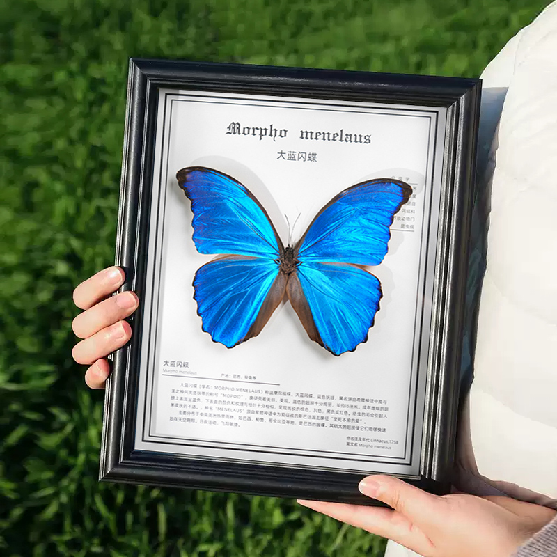 大蓝闪蝶真蝴蝶标本木质相框