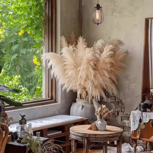 网红潘帕斯天然芦苇干花真花蒲苇摆件ins风婚庆落地大穗仿真花束