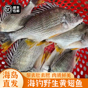 福建东山岛海钓黄翅鱼新鲜黄脚立鲜活冷冻黄立鱼海鲜水产顺丰包邮