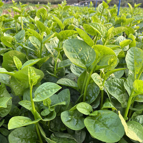 T82木耳菜种子 家庭蔬菜种子 阳台盆栽地栽四季播种