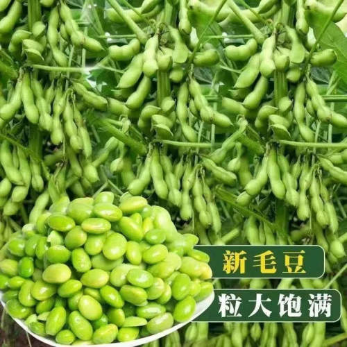 T115春秋毛豆种子 老品种鲜嫩脆甜矮生家庭种植蔬菜种子
