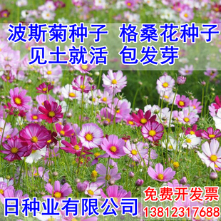 波斯菊种子格桑花种子花卉种籽菊花四季播种开花矮杆盆栽室内室外