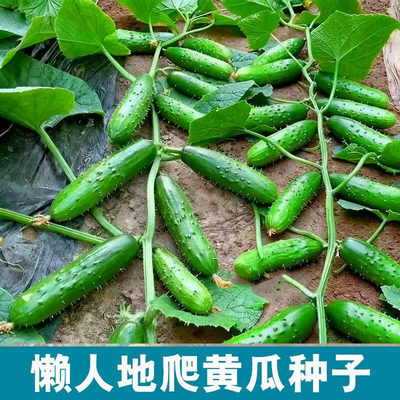 T121懒人满地爬水果黄瓜种子不搭架阳台盆栽四季播种蔬菜种籽孑
