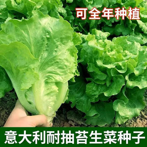 T19意大利生菜种子家庭阳台盆栽蔬菜种子四季播种有机耐寒耐热