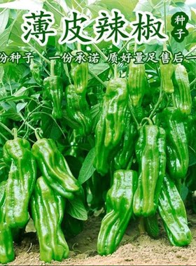 薄皮辣椒种子青椒虎皮皱皮苏椒种籽阳台盆栽农家菜园有机蔬菜种子