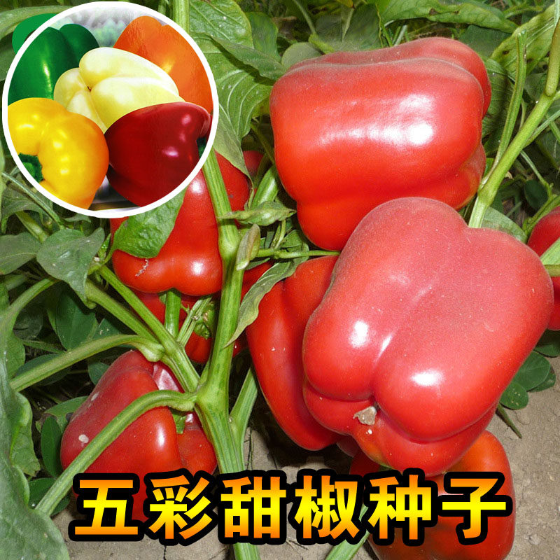 五彩甜椒种子大甜椒菜椒辣椒种子阳台易活盆栽农家四季有机蔬菜