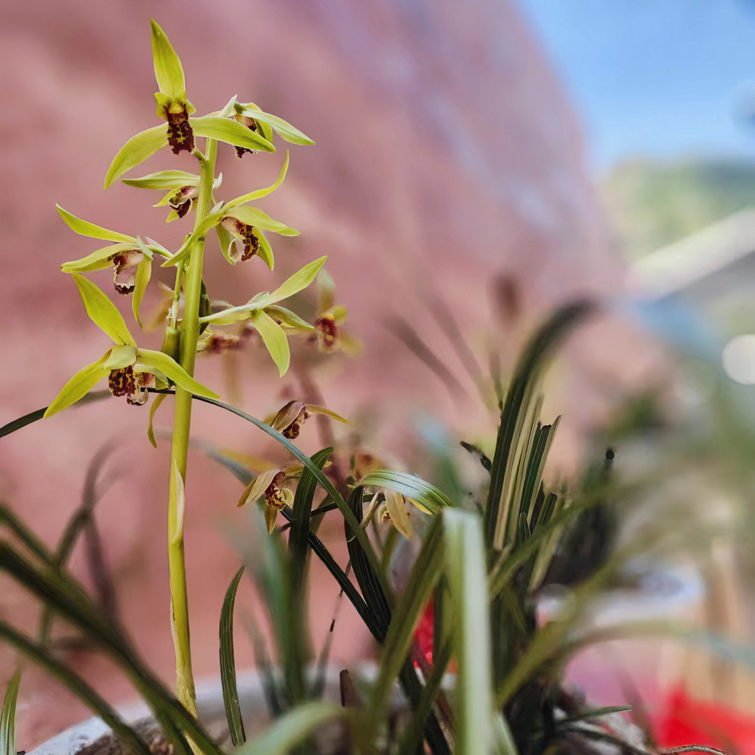 桐城小花2026新茶桐城水磨湾80年树龄老茶树头采