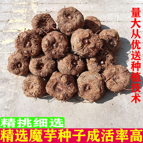 云南魔芋种子一代二代花魔芋魔芋种粒新鲜魔芋种脱水消毒花魔芋种