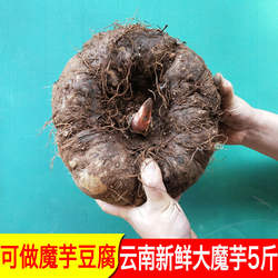 云南魔芋新鲜现挖大个农家自种花魔芋正宗贵州特产魔芋豆腐商用