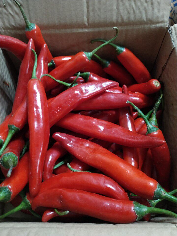 新鲜红美人椒 美人椒  500g  京津冀任意6件包邮