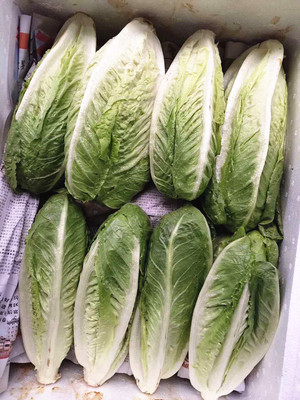 新鲜生菜  包罗生菜  500g  京津冀任意6件包邮
