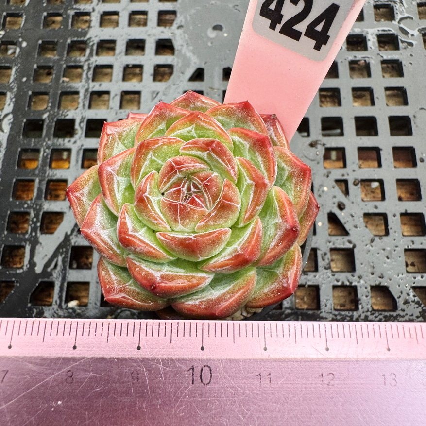 暗纹精控长睫毛多肉 包子水晶肉肉精控多肉新手盆栽一物一拍5cm盆