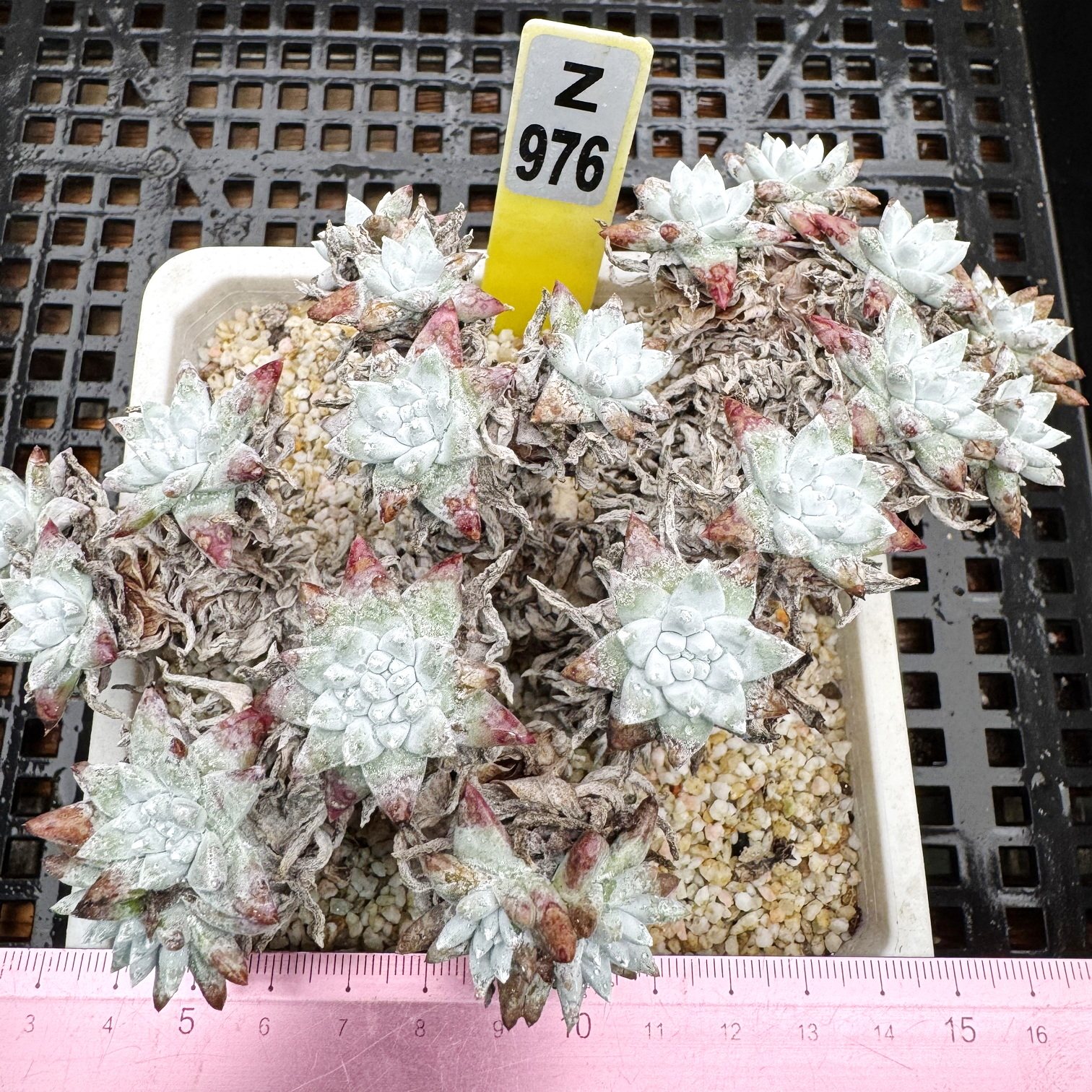 丸叶白菊  老桩  肉肉多肉植物小盆栽绿植新手仙女杯  一物一拍！