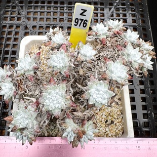 丸叶白菊 老桩 肉肉多肉植物小盆栽绿植新手仙女杯 一物一拍!