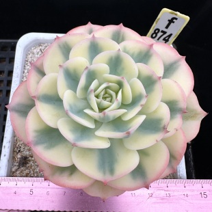 玉蝶锦  覆轮锦 肉肉多肉植物小盆栽绿植新手花卉一物一拍 9cm盆