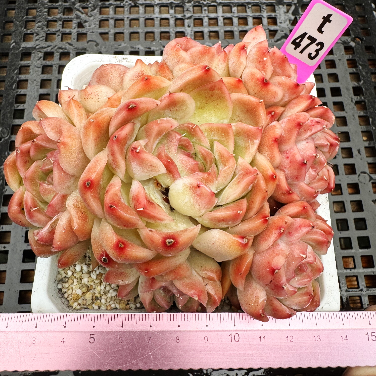 绯红牡丹肉肉多肉植物