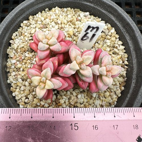 白鹭锦  小型种 可爱多肉植物肉肉盆栽  一物一拍 - 封面