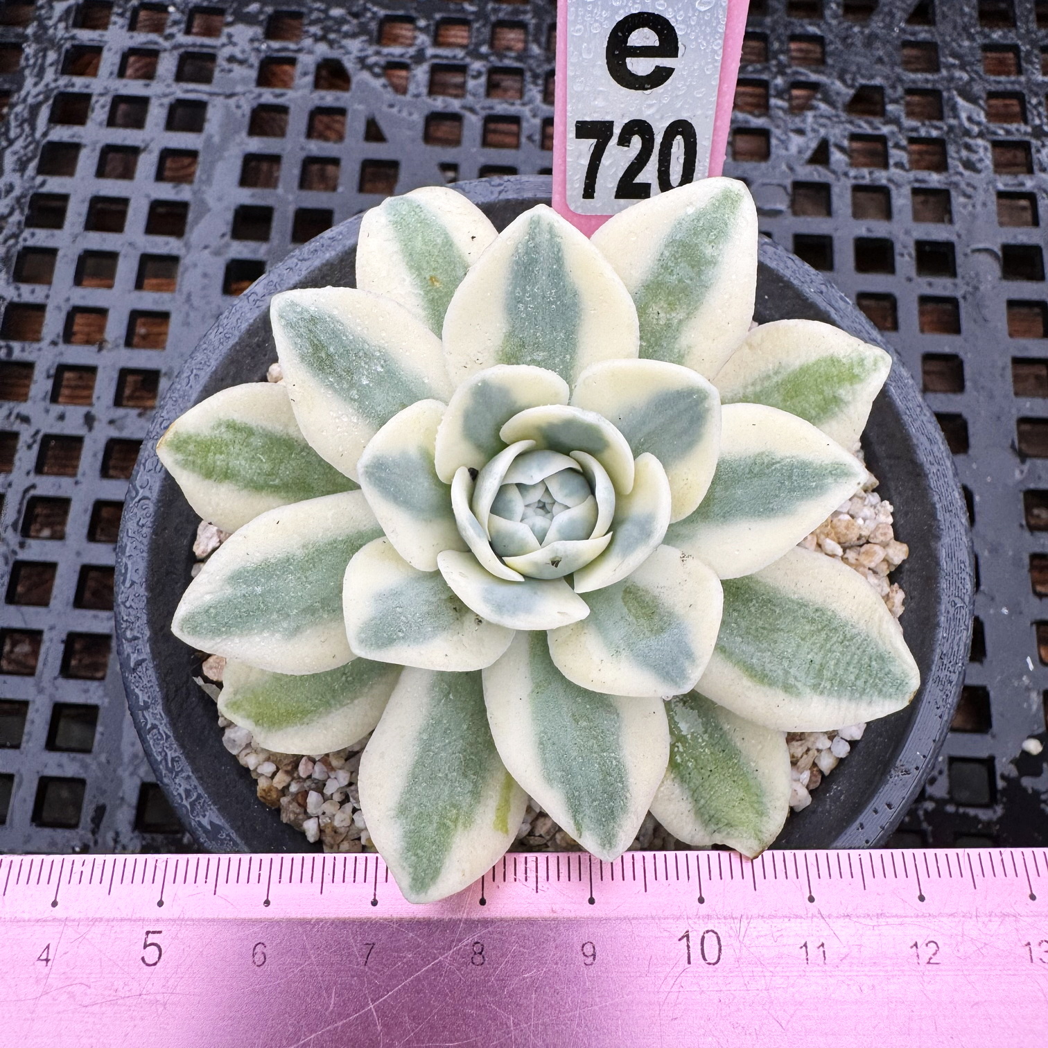 富士覆轮锦多肉植物盆栽肉肉