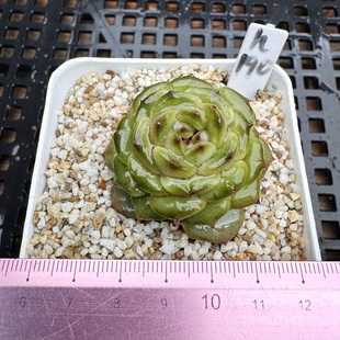 牛油果 珍妮水晶多肉 肉肉 植物盆栽绿植新手花卉 6cm盆一物一拍