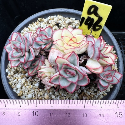 月光女神锦肉肉多肉植物