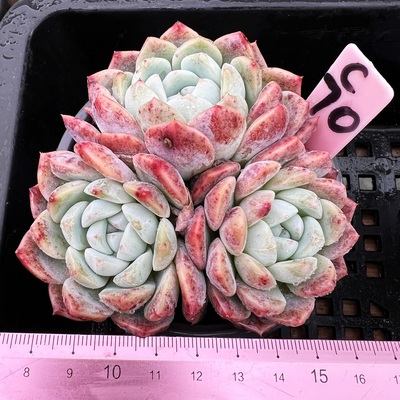 雪媚娘肉肉多肉植物暗纹