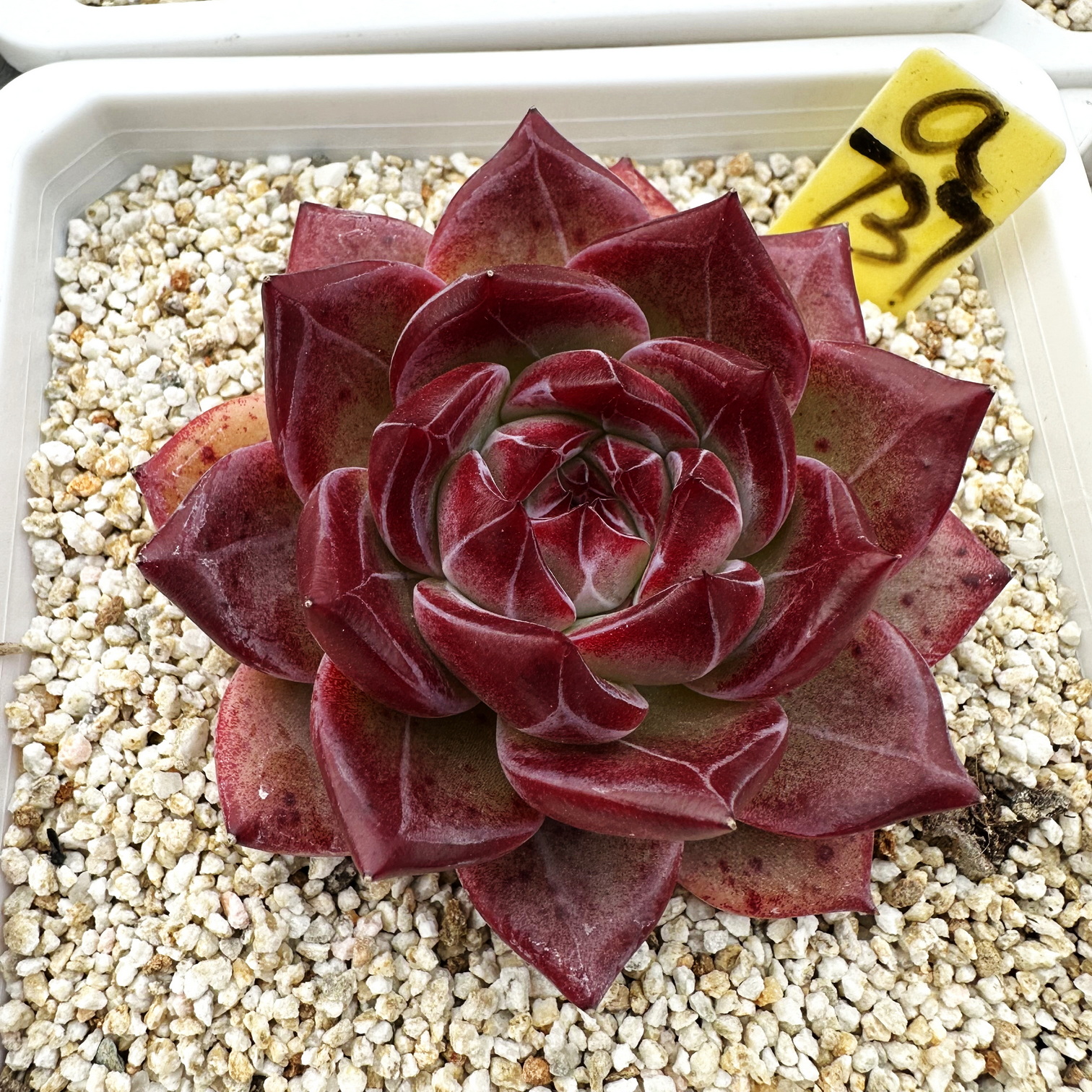 黑骑士暗黑系暗纹肉肉多肉