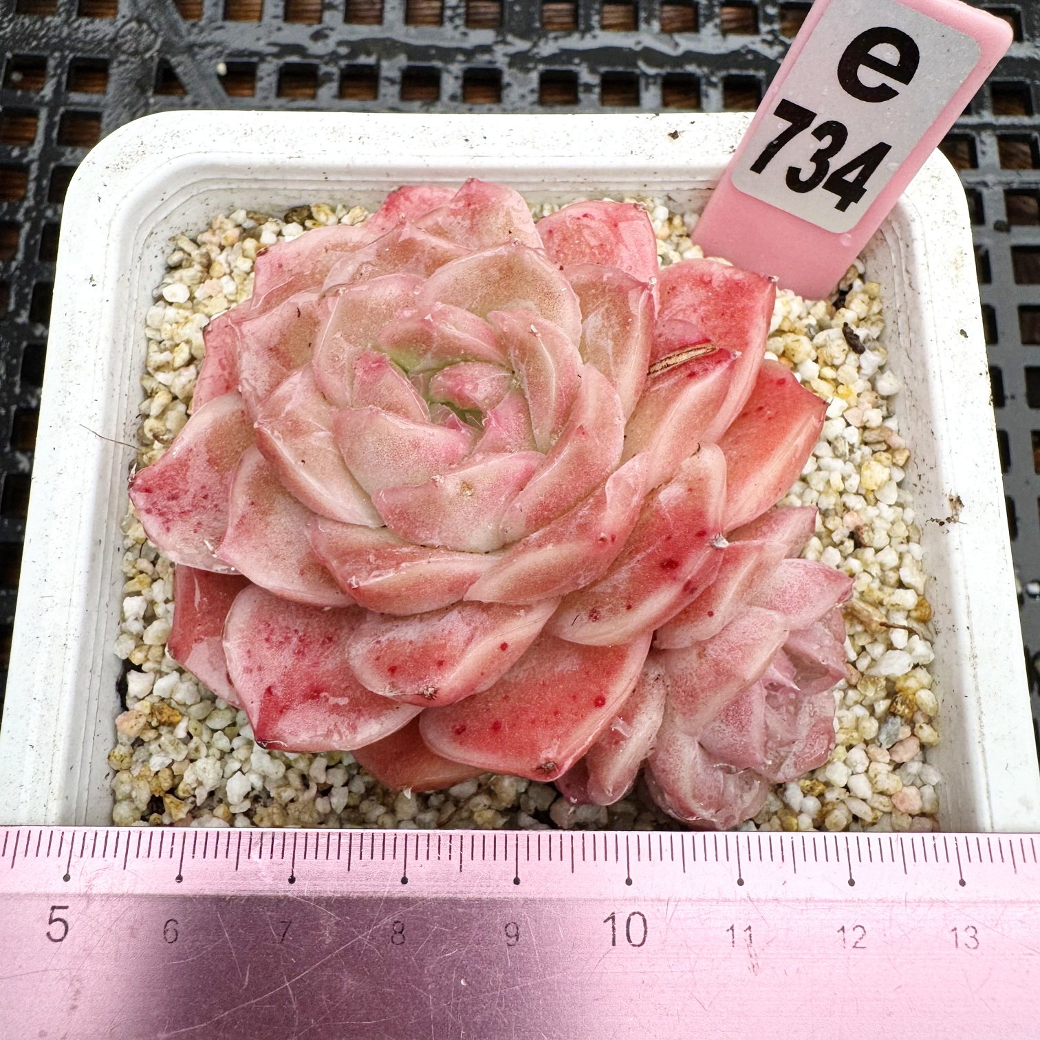 喀秋莎 粉色多肉 全状态肉肉多肉植物盆栽绿植新手花卉 一物一拍,鲜花速递/花卉仿真/绿植园艺,多肉植物,淘宝优惠券,粉丝福利购,淘宝优惠卷