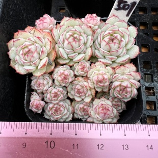 小红船 可爱肉肉多肉植物小盆栽绿植新手花卉一物一拍