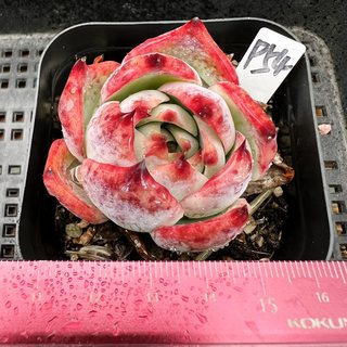 惊鸿仙子 6cm盆宽叶卡西乌斯锦肉肉多肉植物小盆栽绿植一物一拍！