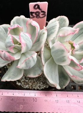 伯克利锦  蕾丝冰边仙气多肉砍头群肉肉盆栽绿植新手一物一拍带锦