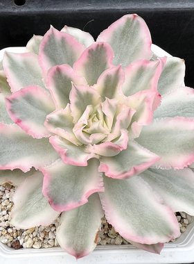 紫蝴蝶锦一物一拍锦带锦变异