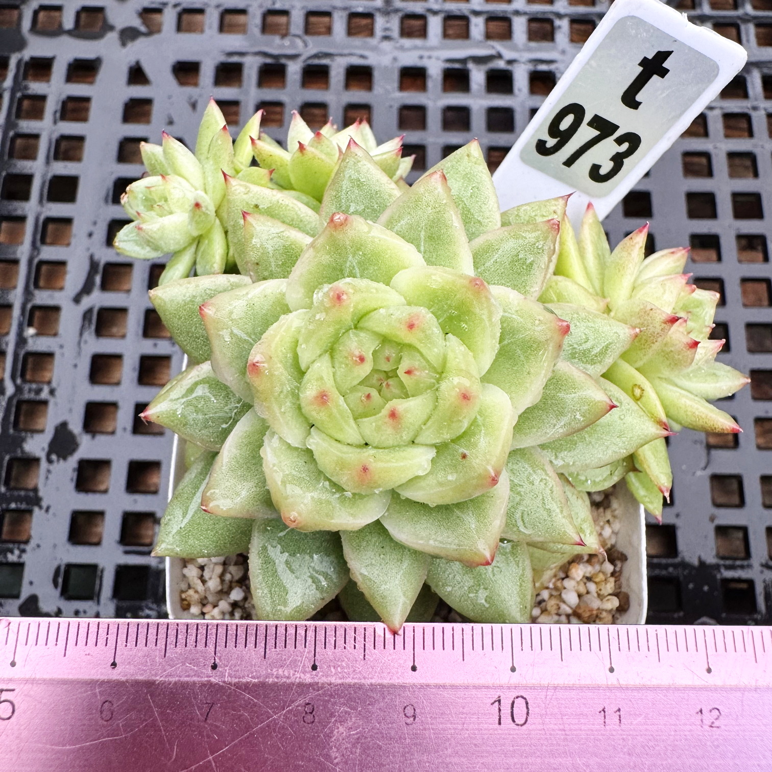 泪滴珍妮 糖心暗纹 绿体多肉全状态精控多肉植物盆栽肉肉一物一拍