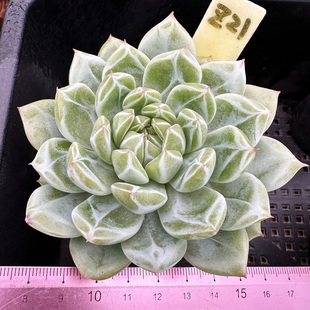 雪花珍妮 暗纹钻石纹肉肉 多肉植物小盆栽绿植新手花卉 一物一拍