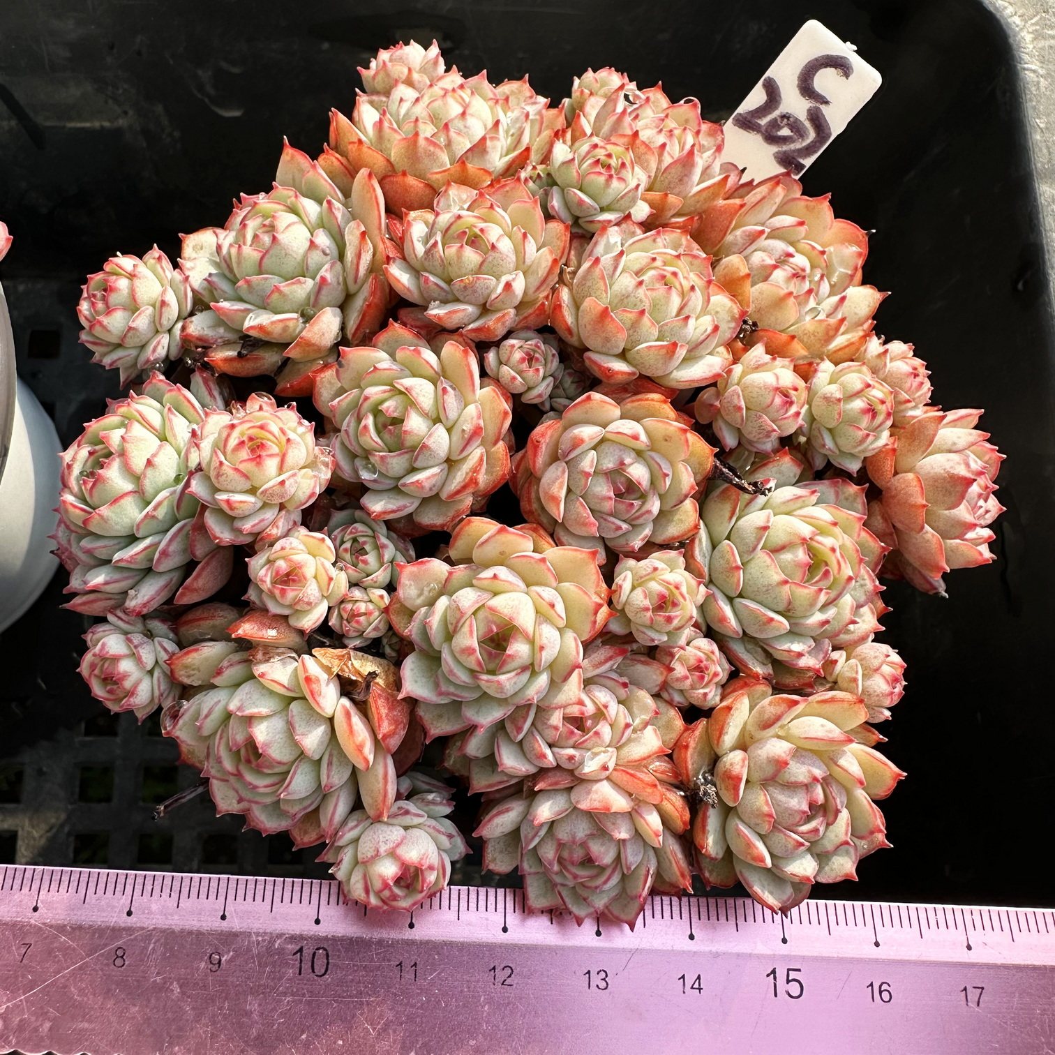 小红船  可爱肉肉多肉植物小盆栽绿植新手花卉一物一拍！
