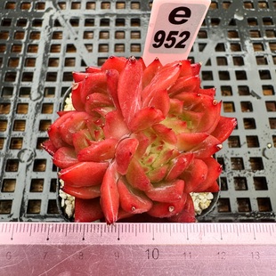 赤星蔷薇 花歌 正红色肉肉 自然群7cm盆精控肉肉多肉植物盆栽新手